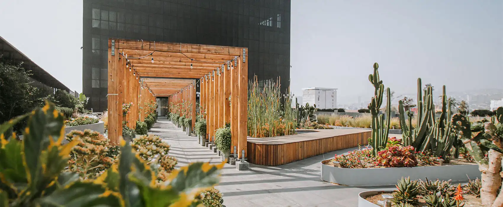 A modern outdoor walkway with wooden pergola, string lights, and landscaped plants, including cacti and succulents, next to a tall black building on a sunny day.